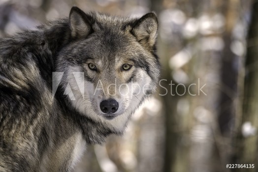Picture of Timber Wolf Gray Wolf or Grey Wolf in the Snow